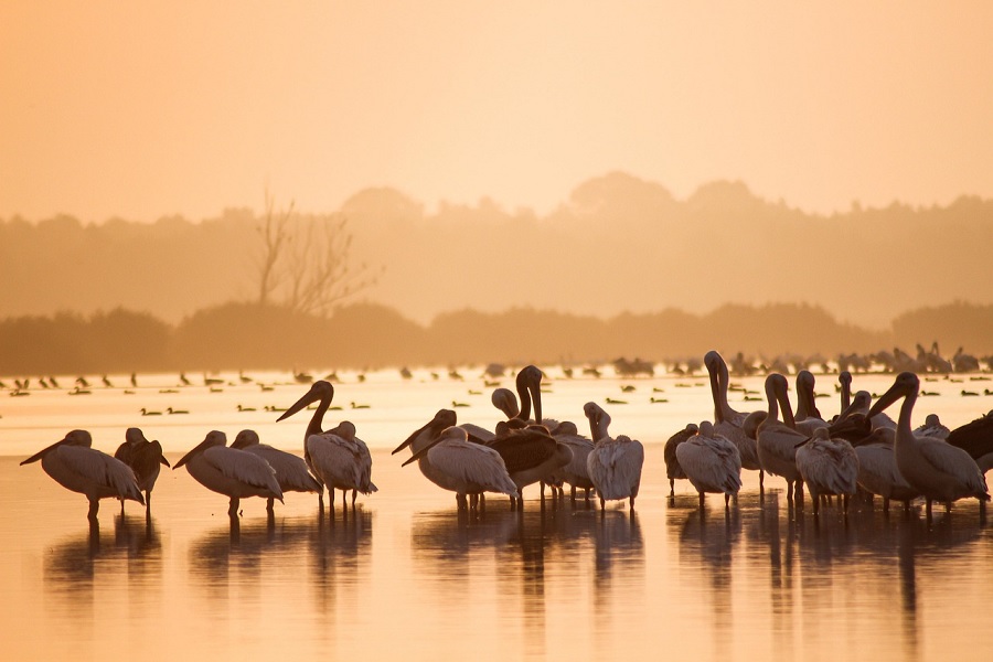 Eco-Tourism: Where Nature Nurtures and Ducks Dance on the Shore