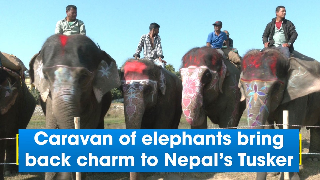 Caravan of elephants bring back charm to Nepal`s Tusker Festival
