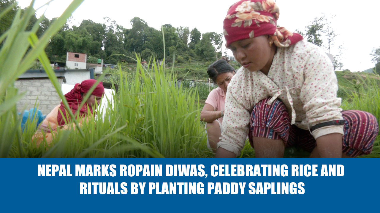 Nepal marks Ropain Diwas, celebrating rice and rituals by planting paddy saplings