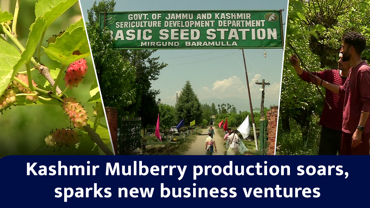 Kashmir Mulberry production soars, sparks new business ventures