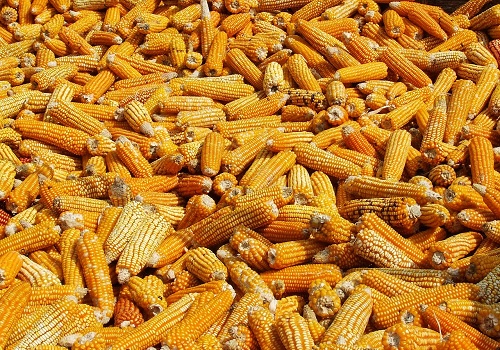 Maize Market Booms: 20% Surge Sparks Demand and Import Calls by Amit Gupta, Kedia Advisory