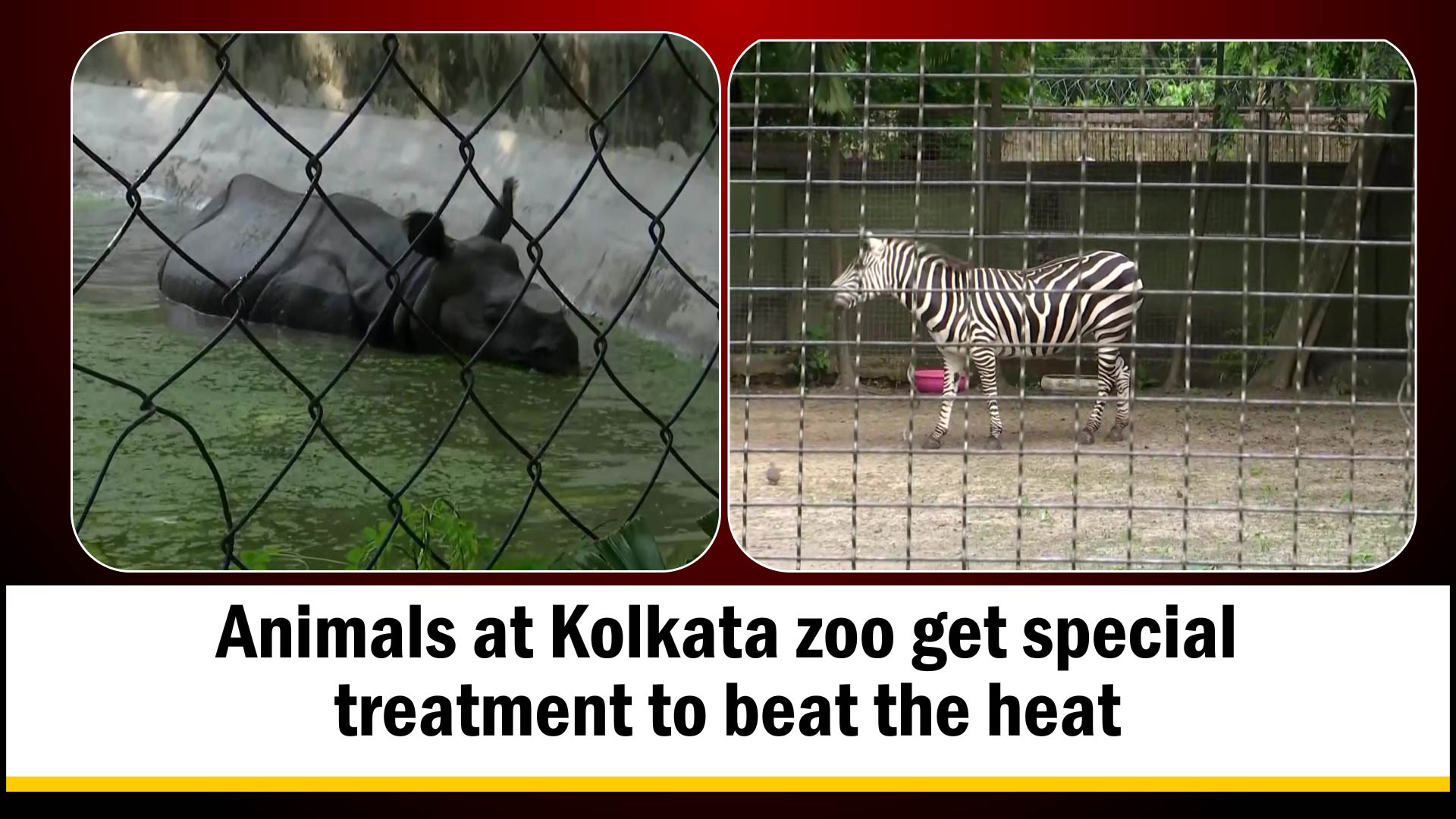 Animals at Kolkata zoo get special treatment to beat the heat