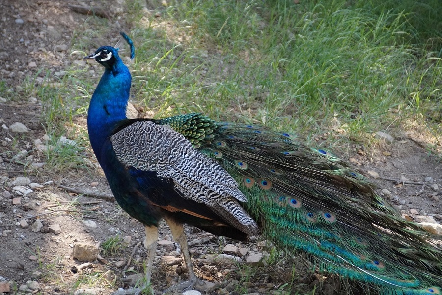 Ecotourism: Exploring Nature with Responsibility