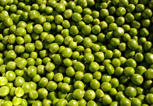 Russia Surpasses Canada as India's Leading Yellow Peas Supplier by Amit Gupta, Kedia Advisory