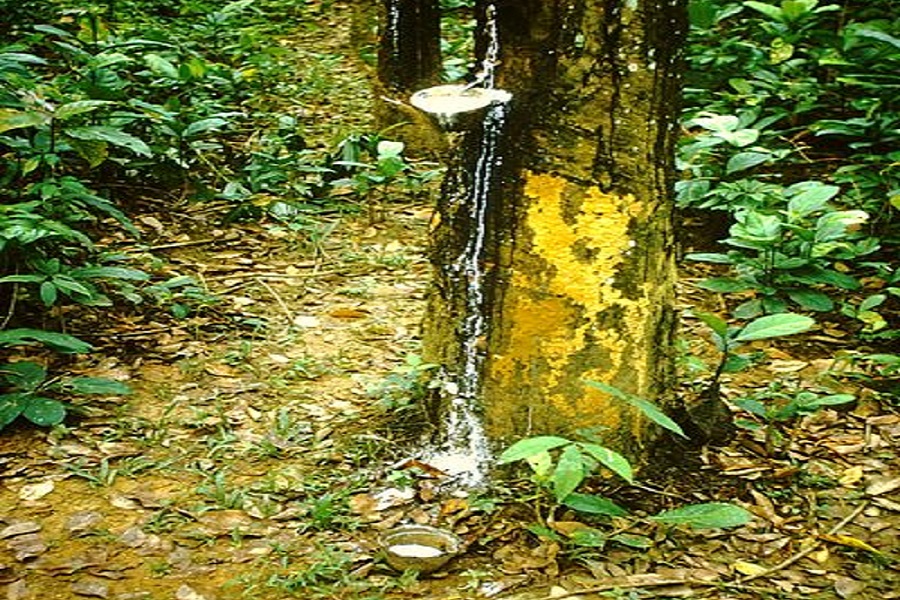 Cambodia earns $472 million from rubber latex exports in 10 months