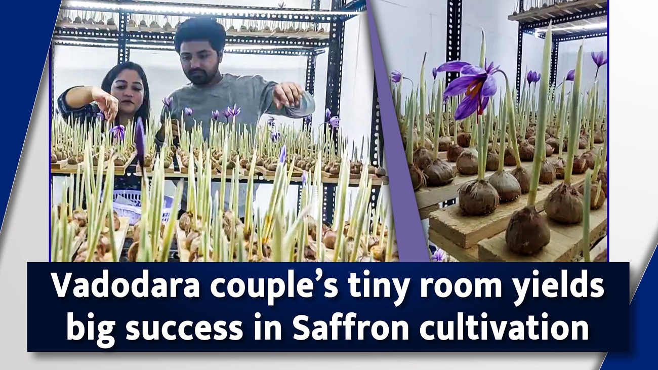 Vadodara couple`s tiny room yields big success in Saffron cultivation