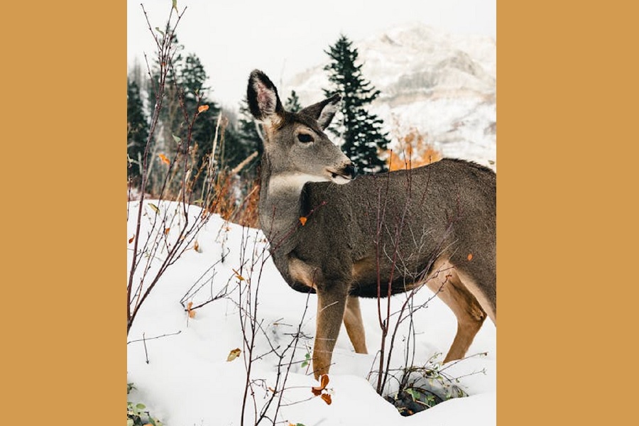 The Quiet Charm of Seasonal Waterton Park: A Moment with a Deer