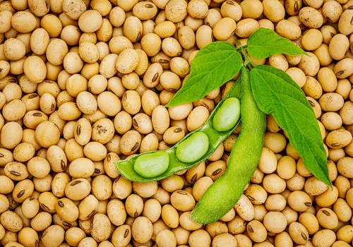 Soyabean, Groundnut, and Sunflower Prices Fall Below MSP Levels  By Amit Gupta , Kedia Advisory