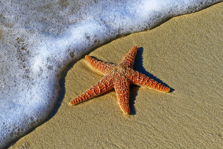 Ecotourism with Starfish: Protecting Ocean Wonders