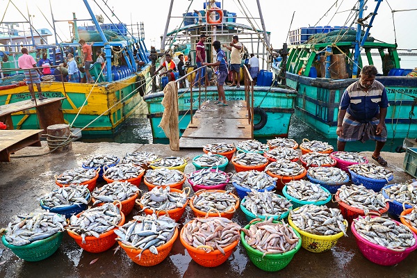 Centre rolls out roadmap to boost seafood exports under TEPA