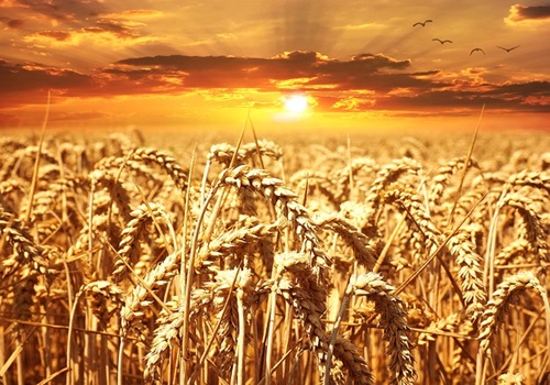 Harvesting Success: India's Wheat Procurement Soars to New Heights Amidst Record Production by Amit Gupta, Kedia Advisory